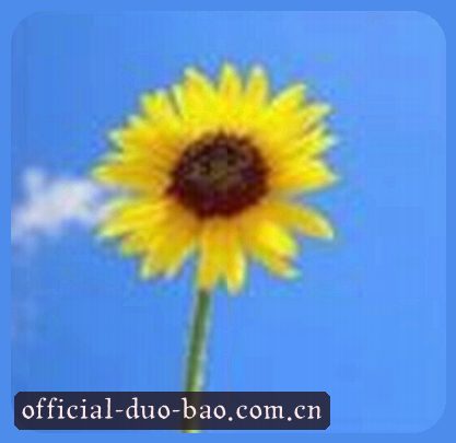 王璐